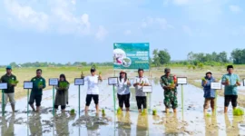 Gerakan Tanam Serentak Batanghari (Foto: dok. BRMP Jambi)