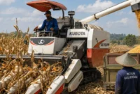 GNTI Gelar Panen Raya Jagung di Pesawaran, Perkuat Ketahanan Pangan dan Modernisasi Pertanian (Foto: AI)