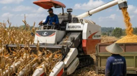 GNTI Gelar Panen Raya Jagung di Pesawaran, Perkuat Ketahanan Pangan dan Modernisasi Pertanian (Foto: AI)