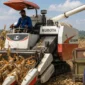 GNTI Gelar Panen Raya Jagung di Pesawaran, Perkuat Ketahanan Pangan dan Modernisasi Pertanian (Foto: AI)