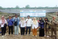 BRMP Jambi Pastikan Kualitas 561 Ribu Benih Kelapa Dalam (Foto: Dok. BRMP Jambi)