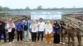 BRMP Jambi Pastikan Kualitas 561 Ribu Benih Kelapa Dalam (Foto: Dok. BRMP Jambi)