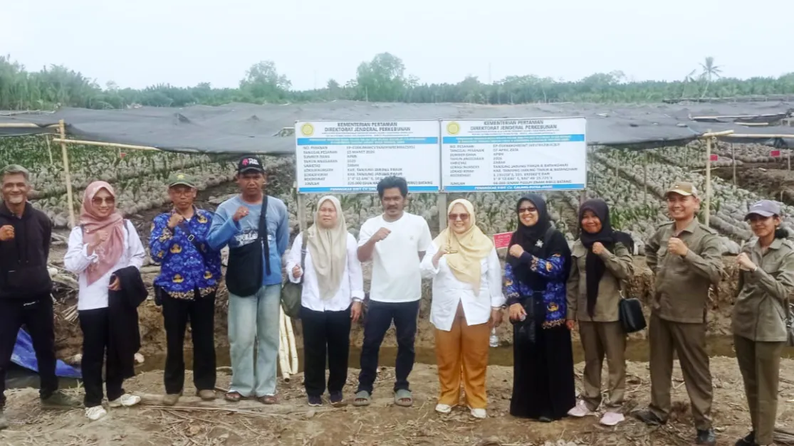 BRMP Jambi Pastikan Kualitas 561 Ribu Benih Kelapa Dalam (Foto: Dok. BRMP Jambi)