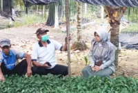 BRMP Jambi pantau bibit kopi liberika (Foto: BRMP Jambi)