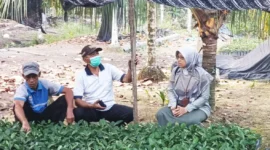 BRMP Jambi pantau bibit kopi liberika (Foto: BRMP Jambi)