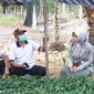 BRMP Jambi pantau bibit kopi liberika (Foto: BRMP Jambi)