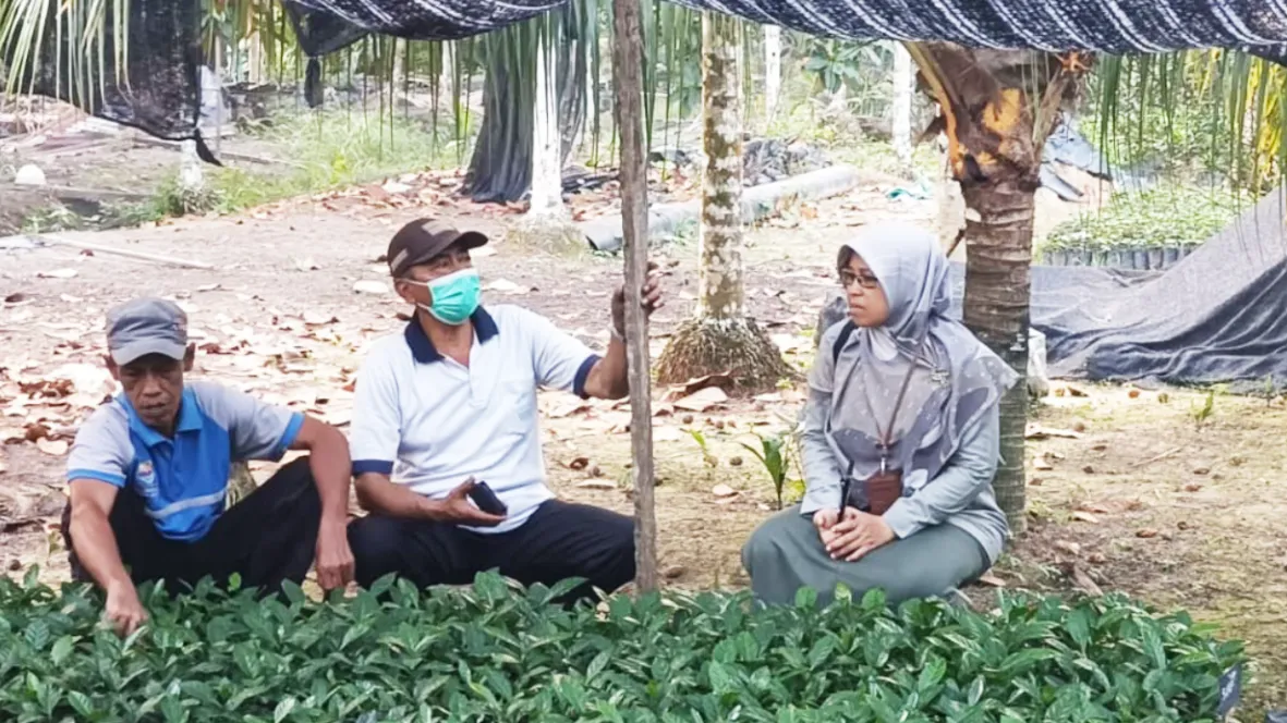 BRMP Jambi pantau bibit kopi liberika (Foto: BRMP Jambi)