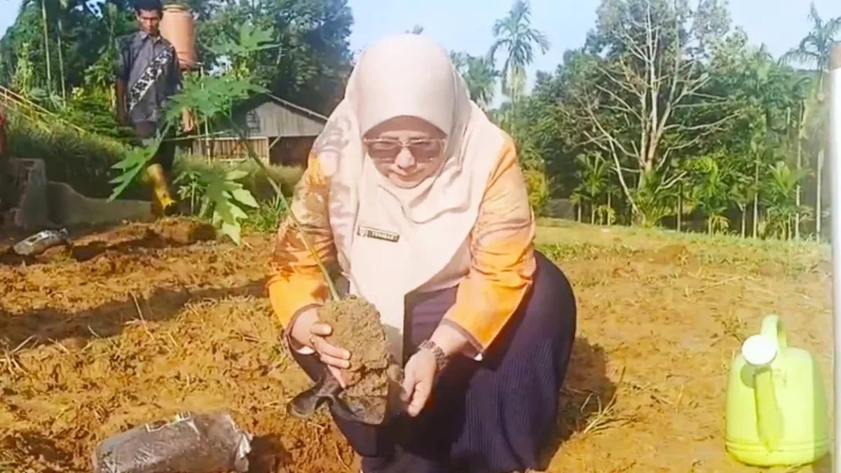 BRMP Jambi Kembangkan Pepaya Merah Delima (Foto: Dok. BRMP Jambi) 