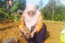 BRMP Jambi Kembangkan Pepaya Merah Delima (Foto: Dok. BRMP Jambi) 