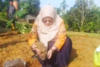 BRMP Jambi Kembangkan Pepaya Merah Delima (Foto: Dok. BRMP Jambi) 