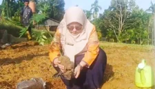 BRMP Jambi Kembangkan Pepaya Merah Delima (Foto: Dok. BRMP Jambi) 