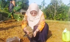 BRMP Jambi Kembangkan Pepaya Merah Delima, Buka Peluang Baru bagi Petani Hortikultura