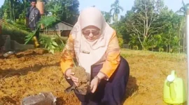BRMP Jambi Kembangkan Pepaya Merah Delima (Foto: Dok. BRMP Jambi) 