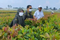 Karantina Jambi Pastikan 262 Ribu Bibit Eukaliptus Sehat Sebelum Dikirim ke Kalteng (Foto: dok. Karantina Jambi)