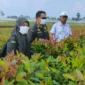 Karantina Jambi Pastikan 262 Ribu Bibit Eukaliptus Sehat Sebelum Dikirim ke Kalteng (Foto: dok. Karantina Jambi)