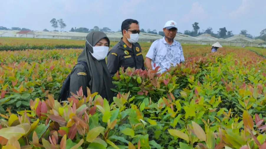Karantina Jambi Pastikan 262 Ribu Bibit Eukaliptus Sehat Sebelum Dikirim ke Kalteng (Foto: dok. Karantina Jambi)