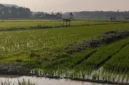 Sawah di batang hari (Foto: Yuni /RRI)