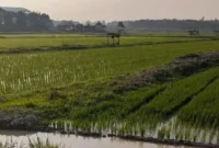 Sawah di batang hari (Foto: Yuni /RRI)