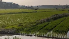 Sawah di batang hari (Foto: Yuni /RRI)