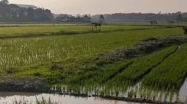 Sawah di batang hari (Foto: Yuni /RRI)