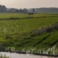 Sawah di batang hari (Foto: Yuni /RRI)