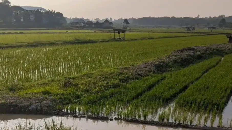 Sawah di batang hari (Foto: Yuni /RRI)