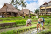 Suasana Wisata Desa (Foto: Ist)