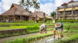 Suasana Wisata Desa (Foto: Ist)