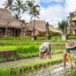 Suasana Wisata Desa (Foto: Ist)