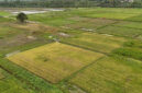 Masyarakat Adat Papua Dukung Program Cetak Sawah, Tegaskan Tak Ada Perampasan Lahan (Foto: Dok. Kementan)