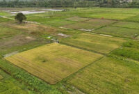 Masyarakat Adat Papua Dukung Program Cetak Sawah, Tegaskan Tak Ada Perampasan Lahan (Foto: Dok. Kementan)