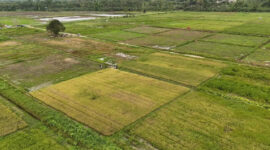 Masyarakat Adat Papua Dukung Program Cetak Sawah, Tegaskan Tak Ada Perampasan Lahan (Foto: Dok. Kementan)