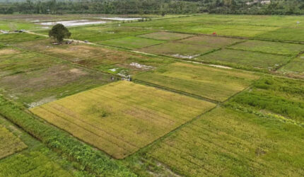 masyarakat adat Papua terhadap program cetak sawah