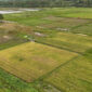 Masyarakat Adat Papua Dukung Program Cetak Sawah, Tegaskan Tak Ada Perampasan Lahan (Foto: Dok. Kementan)