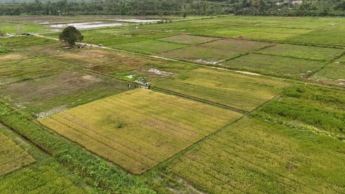 Masyarakat Adat Papua Dukung Program Cetak Sawah, Tegaskan Tak Ada Perampasan Lahan (Foto: Dok. Kementan)