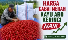 Harga Cabai Merah Kayu Aro Kerinci Naik Dibanding Pekan Lalu