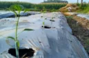Tanaman Cabai Layu Setelah Pindah Tanam? Ini Cara Mengatasi Stres agar Cepat Pulih (Foto: Tipspetani)