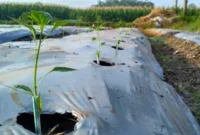 Tanaman Cabai Layu Setelah Pindah Tanam? Ini Cara Mengatasi Stres agar Cepat Pulih (Foto: Tipspetani)