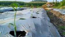 Tanaman Cabai Layu Setelah Pindah Tanam? Ini Cara Mengatasi Stres agar Cepat Pulih (Foto: Tipspetani)