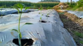 Tanaman Cabai Layu Setelah Pindah Tanam? Ini Cara Mengatasi Stres agar Cepat Pulih (Foto: Tipspetani)
