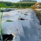 Tanaman Cabai Layu Setelah Pindah Tanam? Ini Cara Mengatasi Stres agar Cepat Pulih (Foto: Tipspetani)