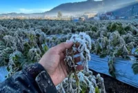 Muncul Embun Es di Dieng, BRIN Ungkap Penyebab dan Dampaknya bagi Pertanian (Foto: Ist)