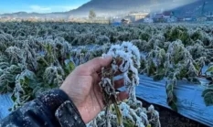 Muncul Embun Es di Dieng, BRIN Ungkap Penyebab dan Dampaknya bagi Pertanian