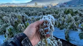 Muncul Embun Es di Dieng, BRIN Ungkap Penyebab dan Dampaknya bagi Pertanian (Foto: Ist)